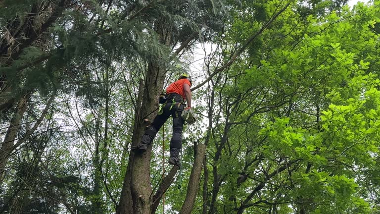 Trusted Milford Square, PA Tree Services Experts